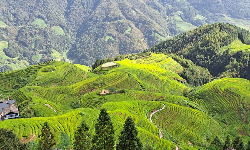 龍脊梯田