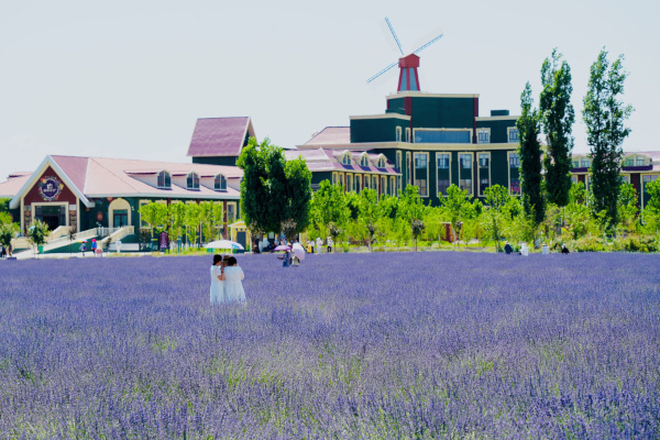 薰衣草庄园(6/7月)