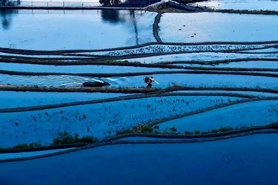 元陽棚田